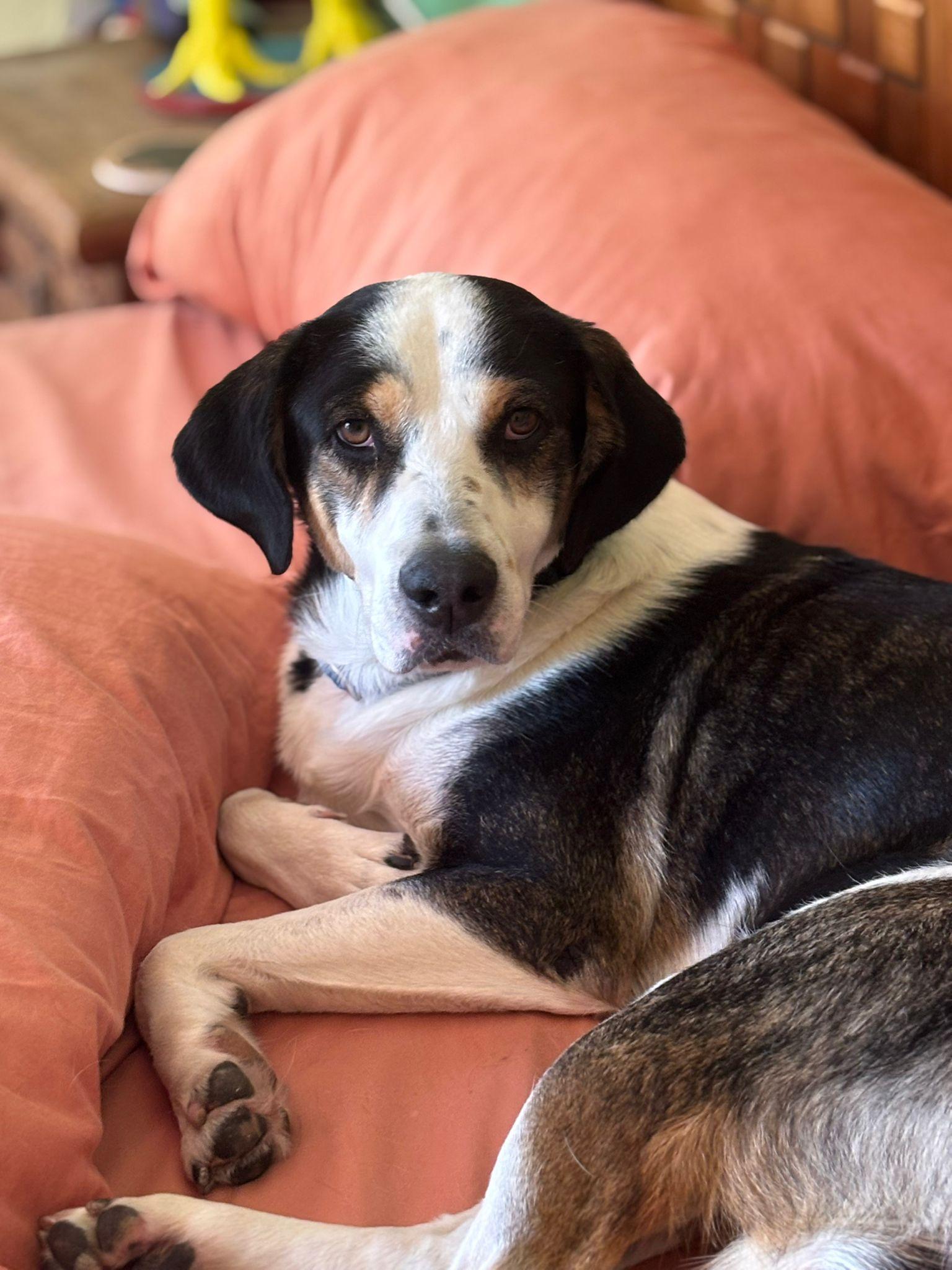 Sofie, Adopted, Adult Female Beagle & American Foxhound.