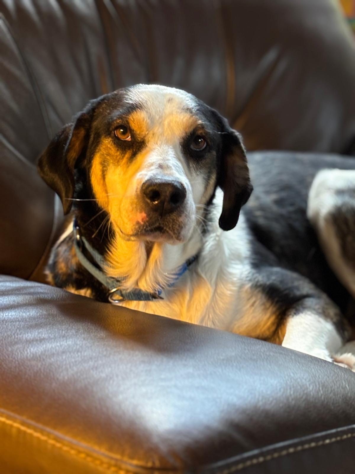 Enlarge Sofie, a Adopted mixed breed in Washington, DC image 2/4