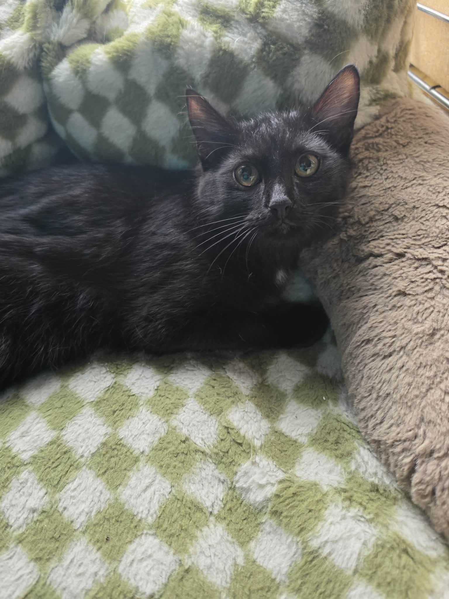 Dakota, ADOPTABLE, Kitten Female Domestic Short Hair.