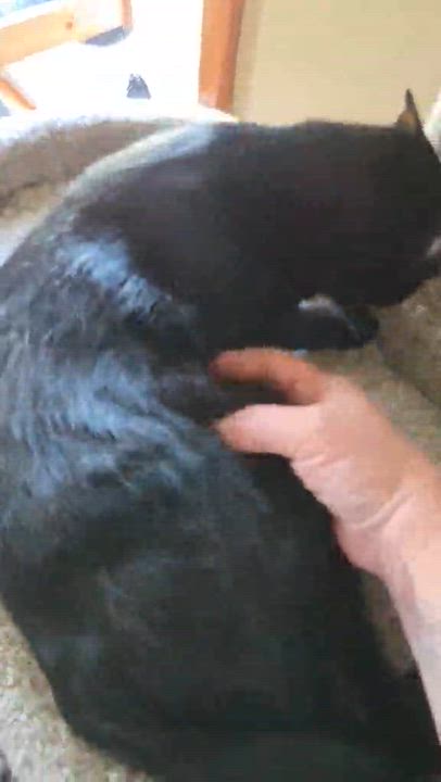 Enlarge Dakota, a ADOPTABLE mixed breed in Overland Park, KS video 4/4