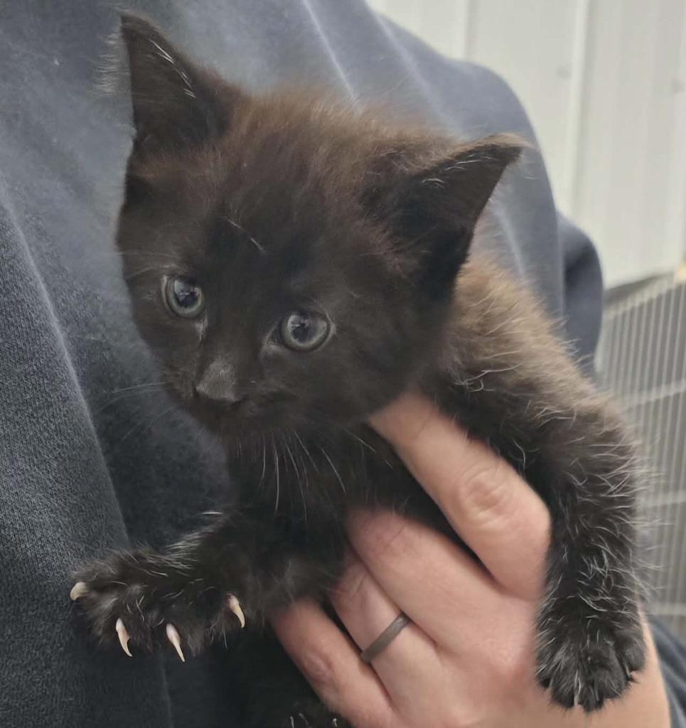 Penny, Adoptable, Young Female Domestic Medium Hair.