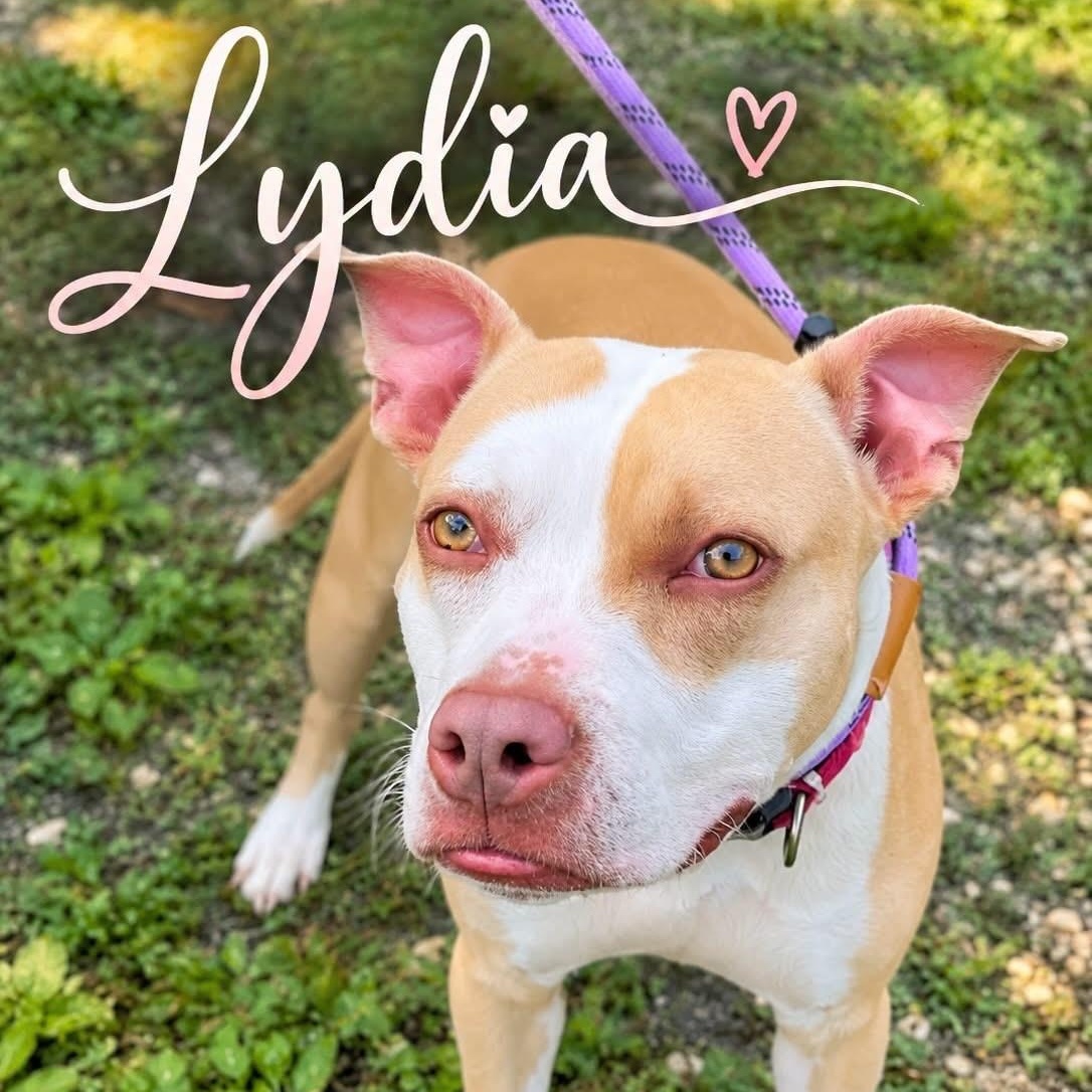Lydia, Adoptable, Adult Female Pit Bull Terrier.