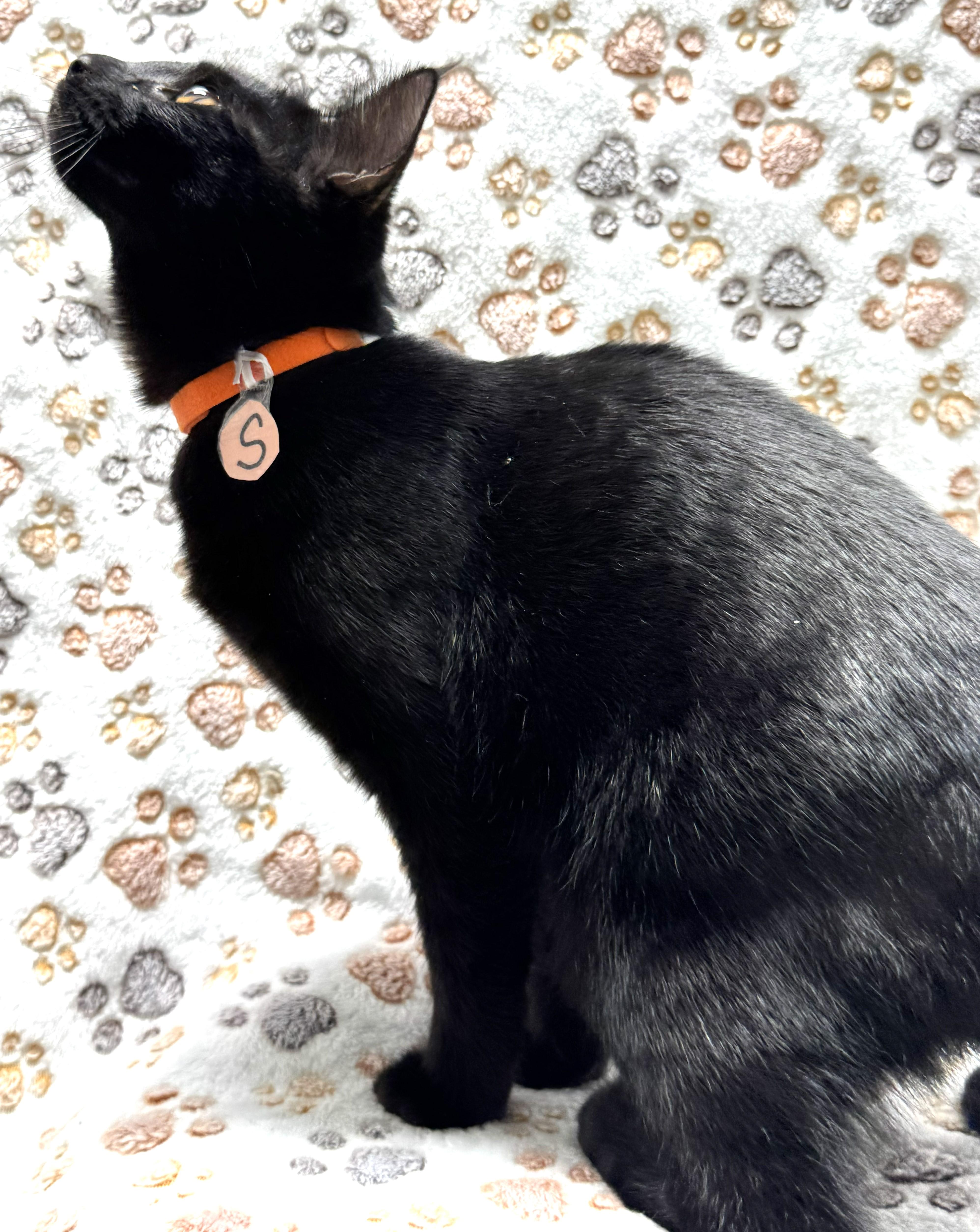 Enlarge Poppy, smart, playful, and athletic baby., a Adoptable mixed breed in Bonney Lake, WA image 2/6