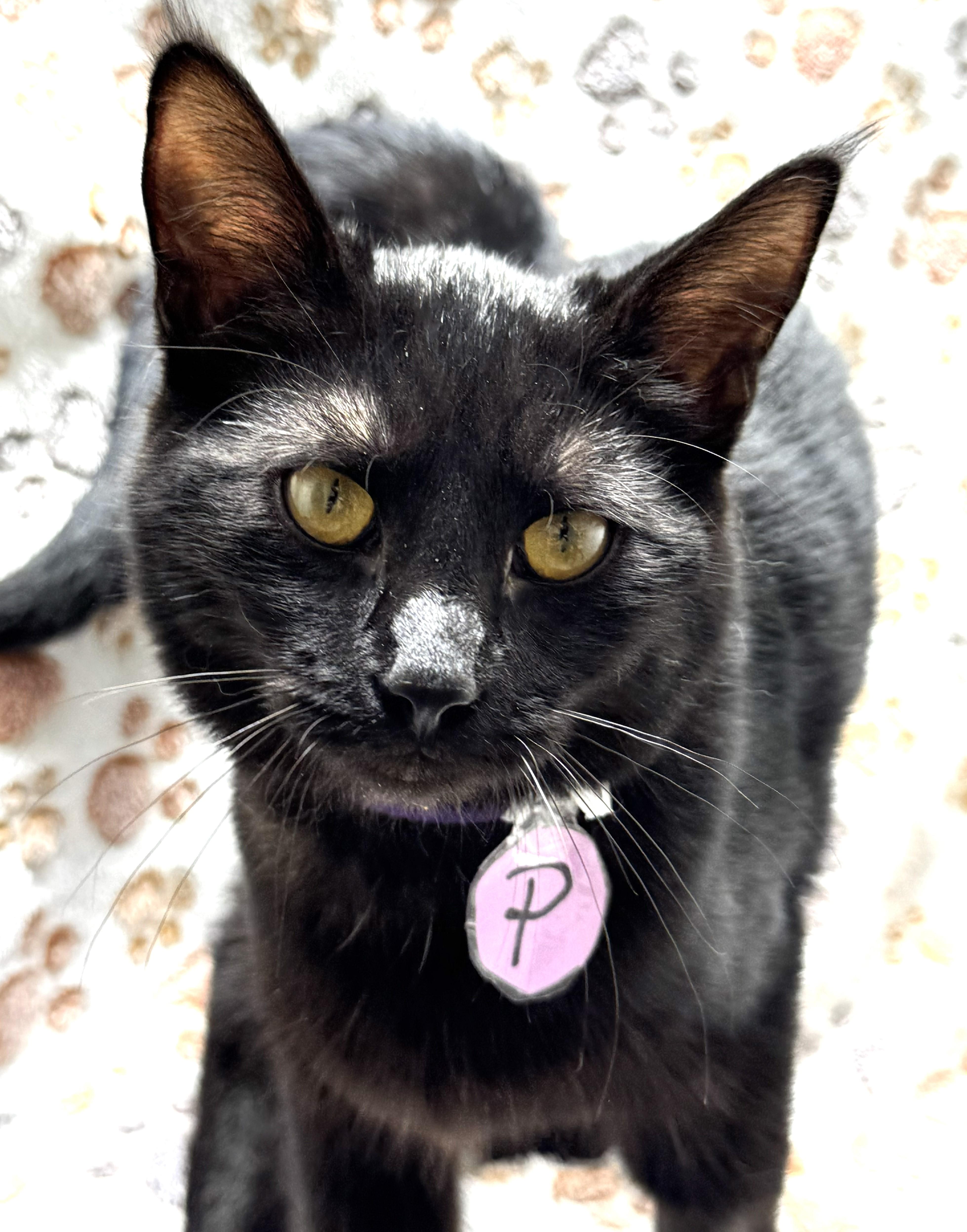 Enlarge Poppy, smart, playful, and athletic baby., a Adoptable mixed breed in Bonney Lake, WA image 3/6
