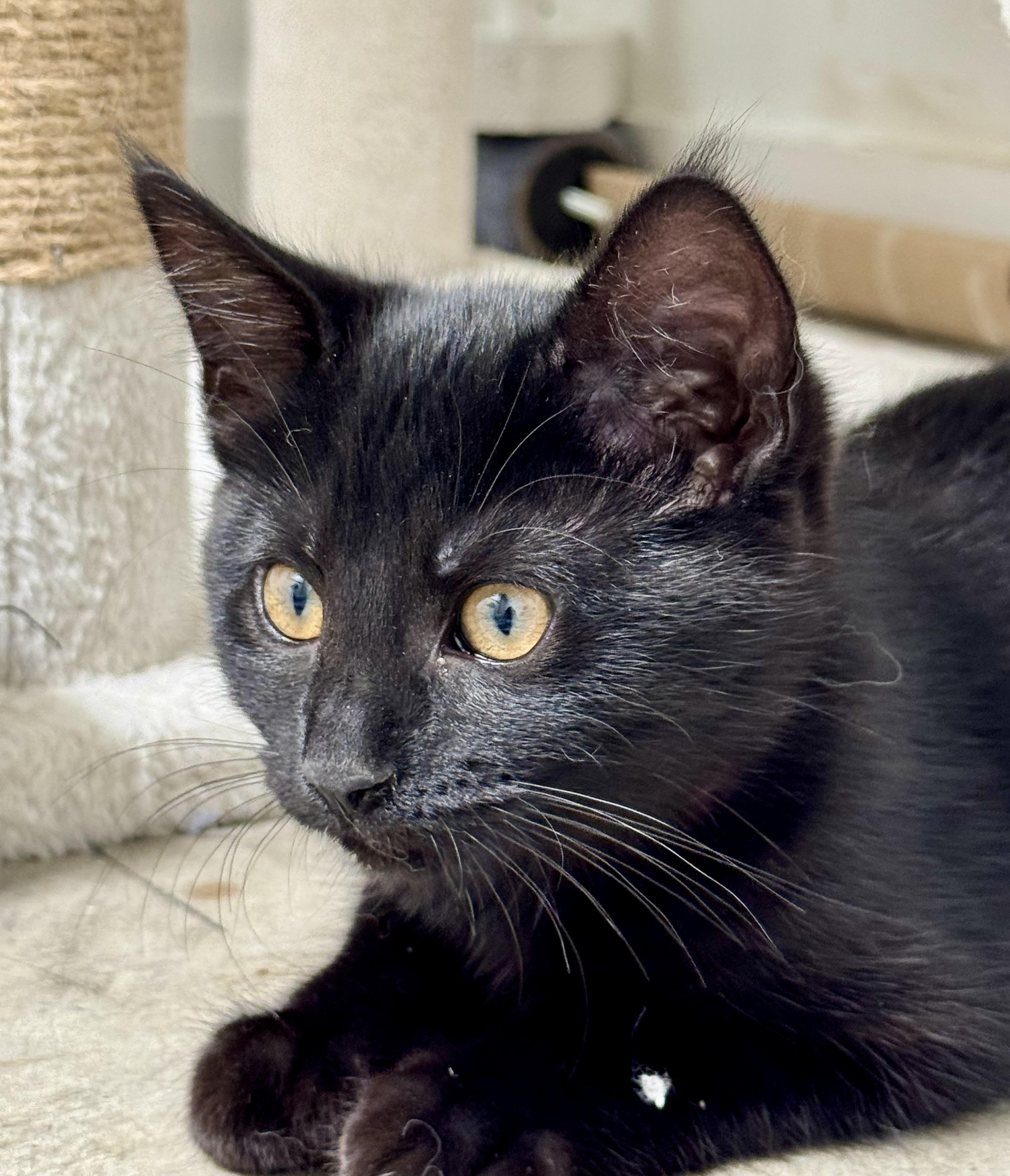Enlarge Poppy, smart, playful, and athletic baby., a Adoptable mixed breed in Bonney Lake, WA image 5/6