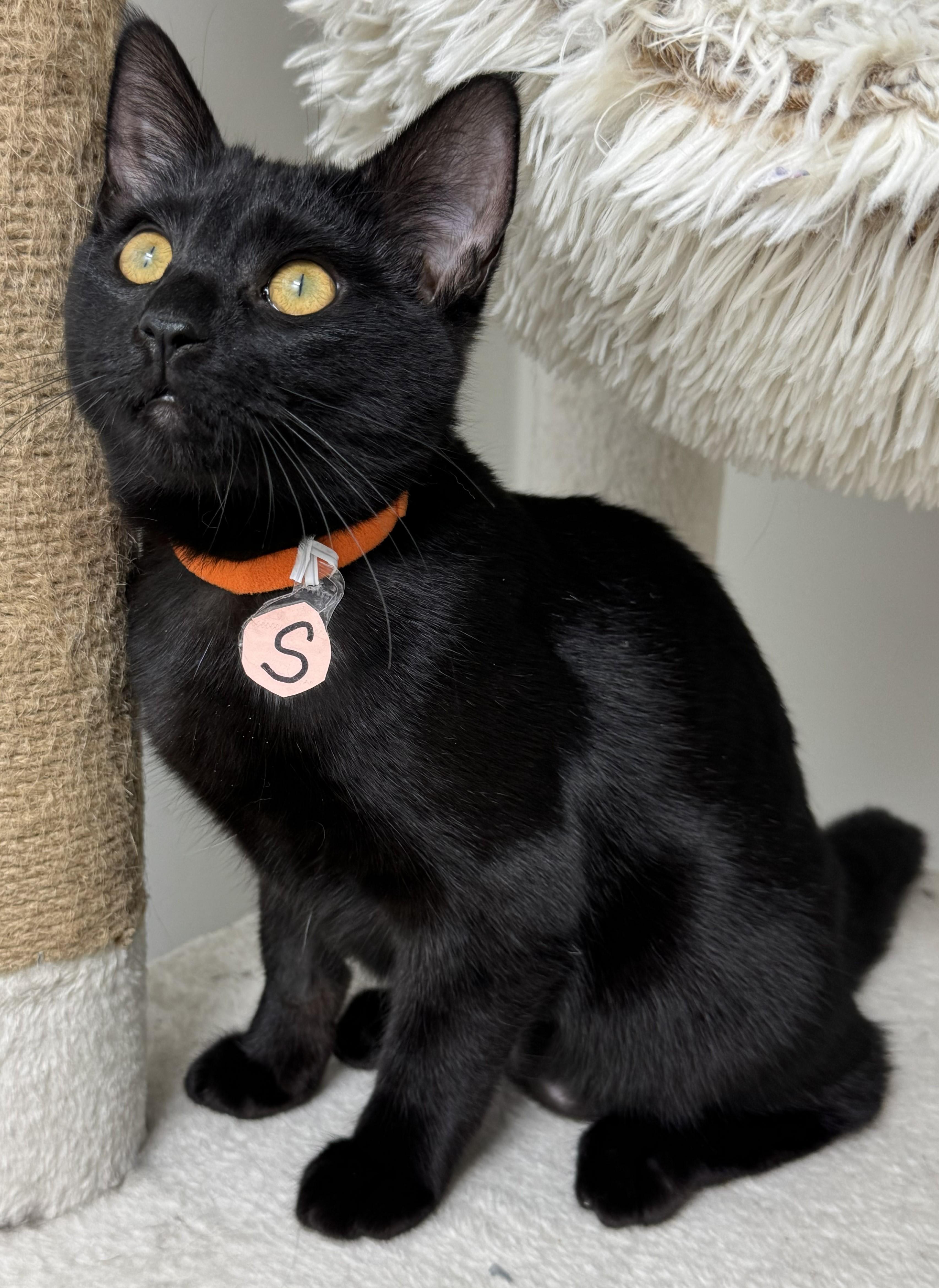 Enlarge Poppy, smart, playful, and athletic baby., a Adoptable mixed breed in Bonney Lake, WA image 1/6
