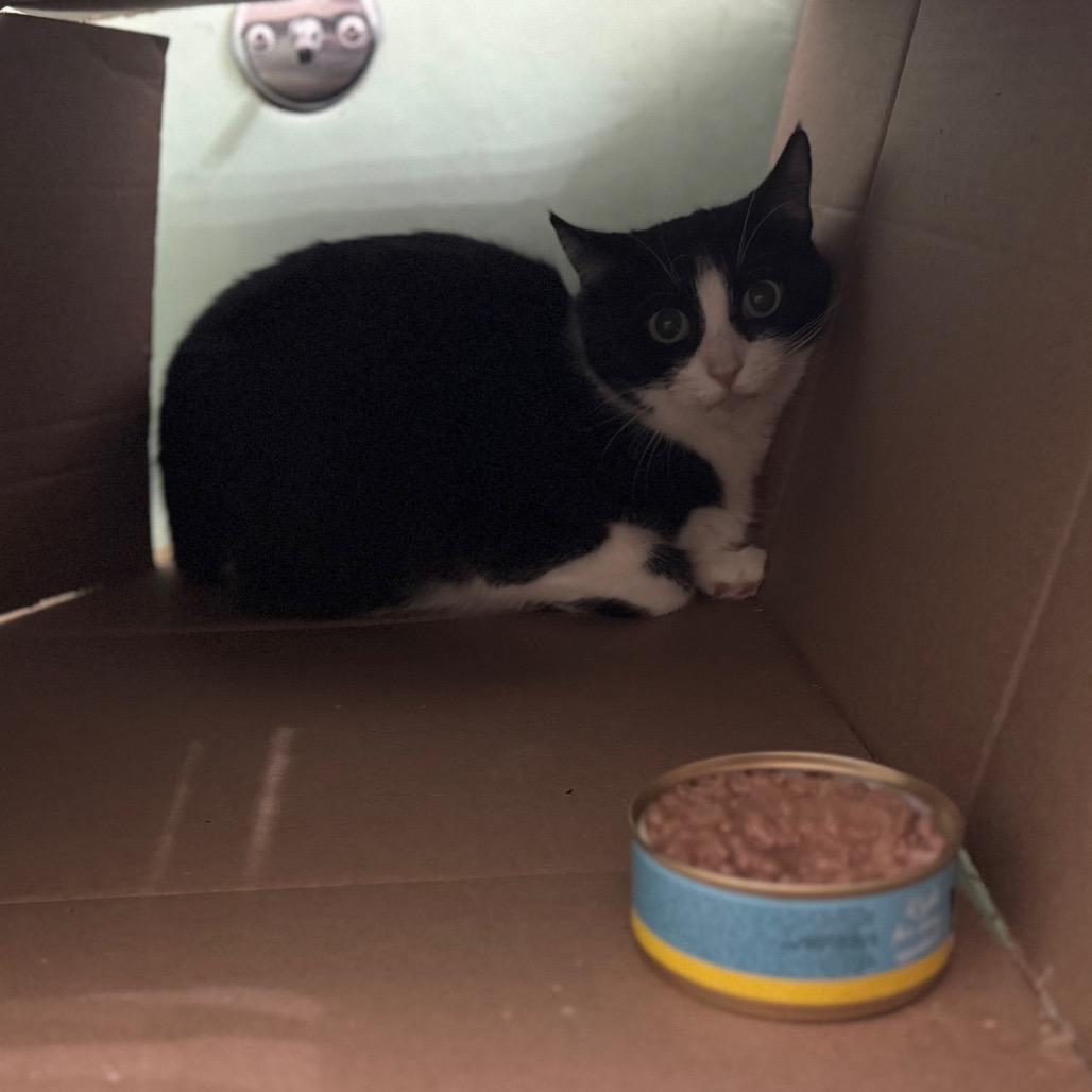 Enlarge Joplin, a Adoptable Domestic Short Hair in Franklin, TN image 2/2