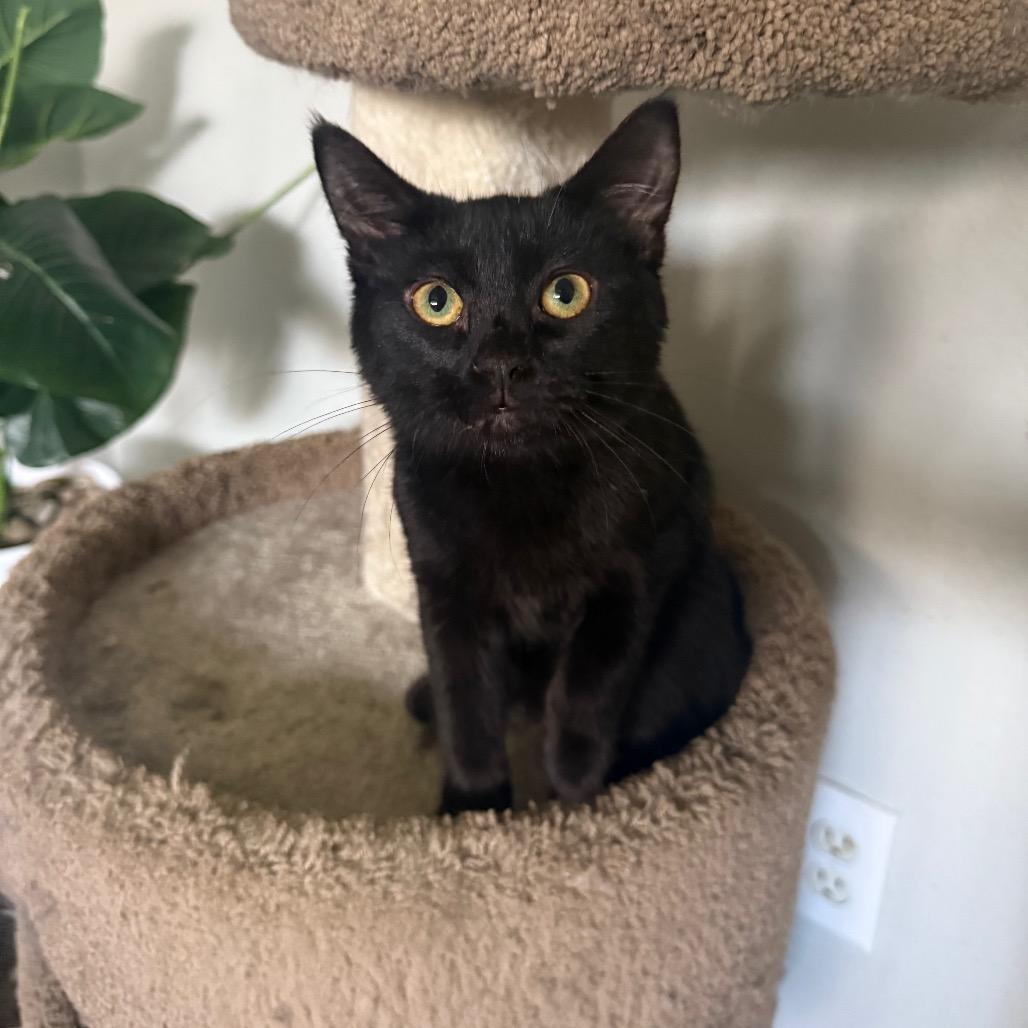 Enlarge Kana Carter, a Adoptable Domestic Short Hair in Eagle Mountain, UT image 1/1