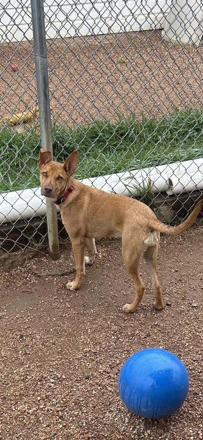 Enlarge Nugget, a Adoptable mixed breed in Divide, CO image 1/2