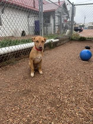 Enlarge Nugget, a Adoptable mixed breed in Divide, CO image 2/2