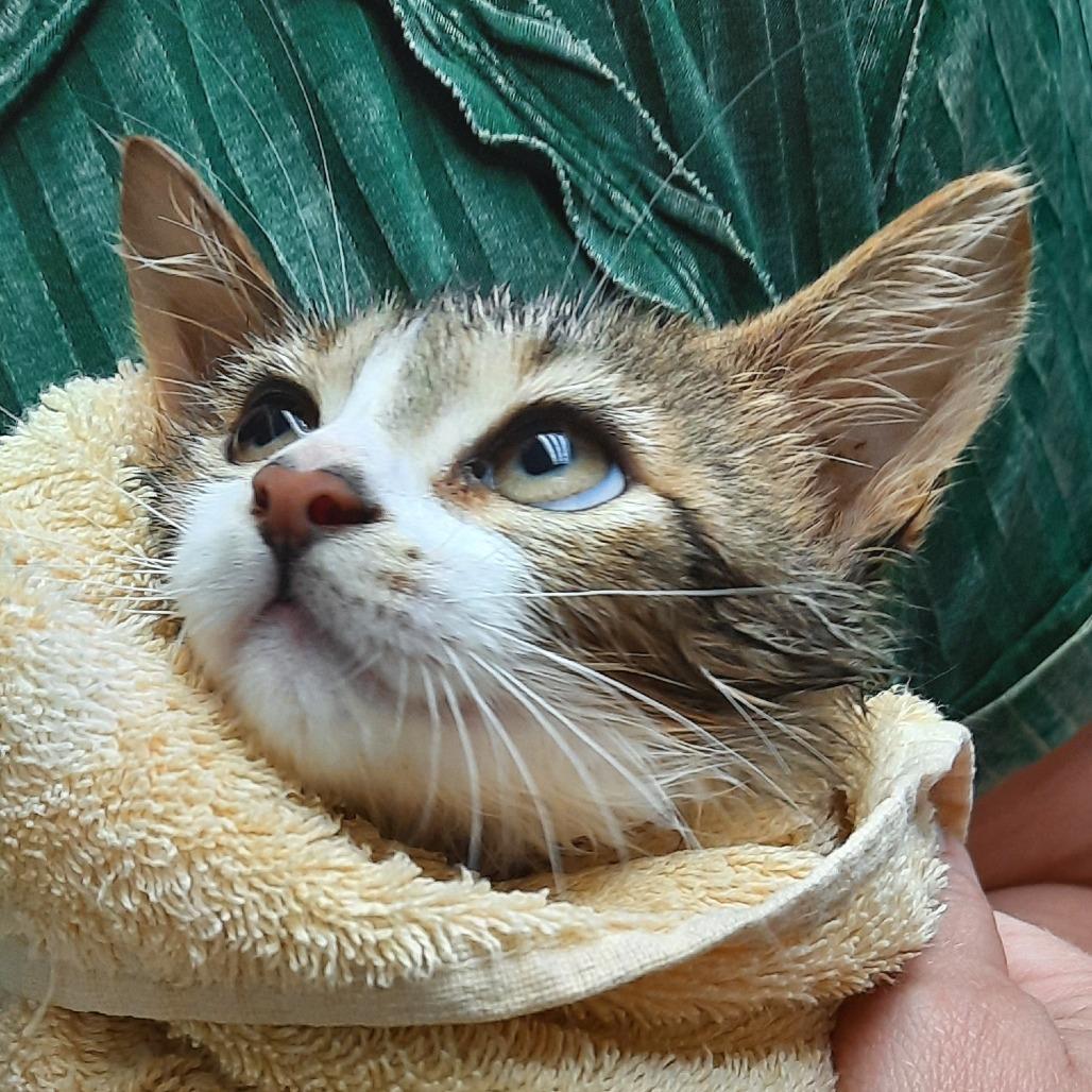 Vash, Adoptable, Kitten Male Domestic Short Hair.