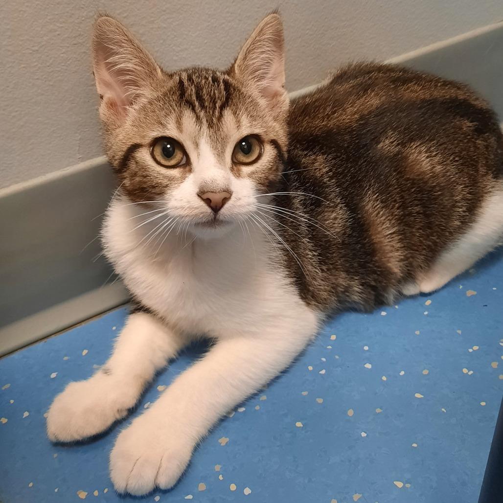 Enlarge Vash, a Adoptable Domestic Short Hair in Watertown, NY image 2/2