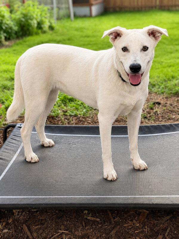 Apollo, Adoptable, Young Male Terrier & Wire Fox Terrier.