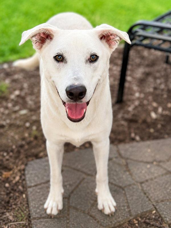 Enlarge Apollo, a Adoptable mixed breed in Mankato, MN image 2/3