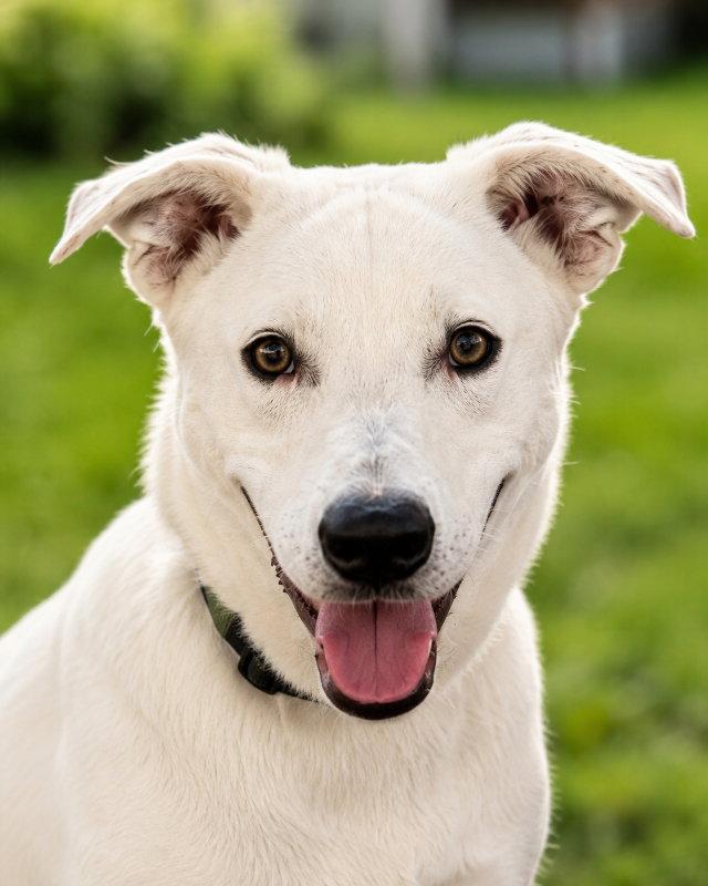 Enlarge Apollo, a Adoptable mixed breed in Mankato, MN image 3/3