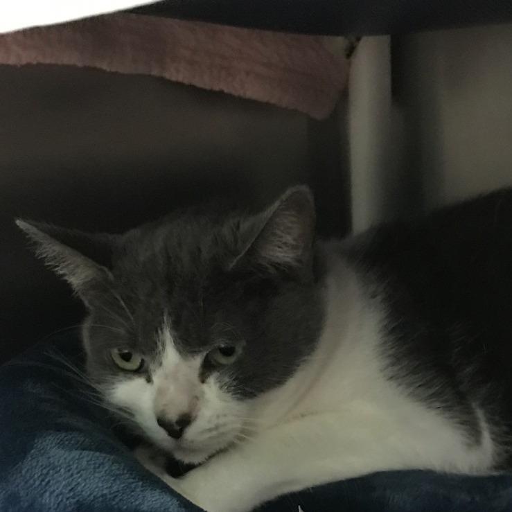 Enlarge Lily, a Adoptable Domestic Short Hair in West Palm Beach, FL image 4/6