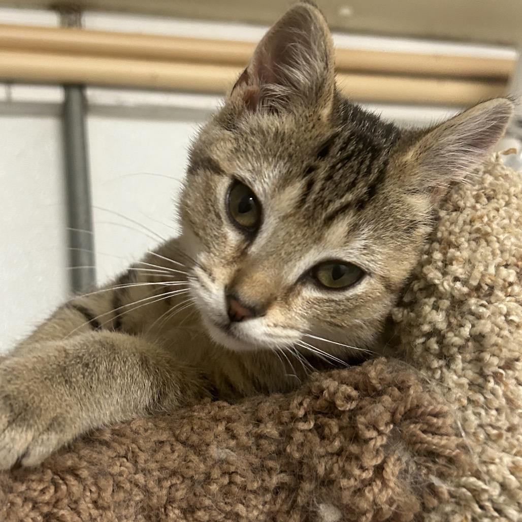 Enlarge Delores, a Adoptable Domestic Short Hair in Greenville, PA image 1/2