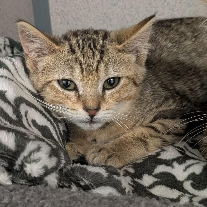 Enlarge Delores, a Adoptable Domestic Short Hair in Greenville, PA image 2/2