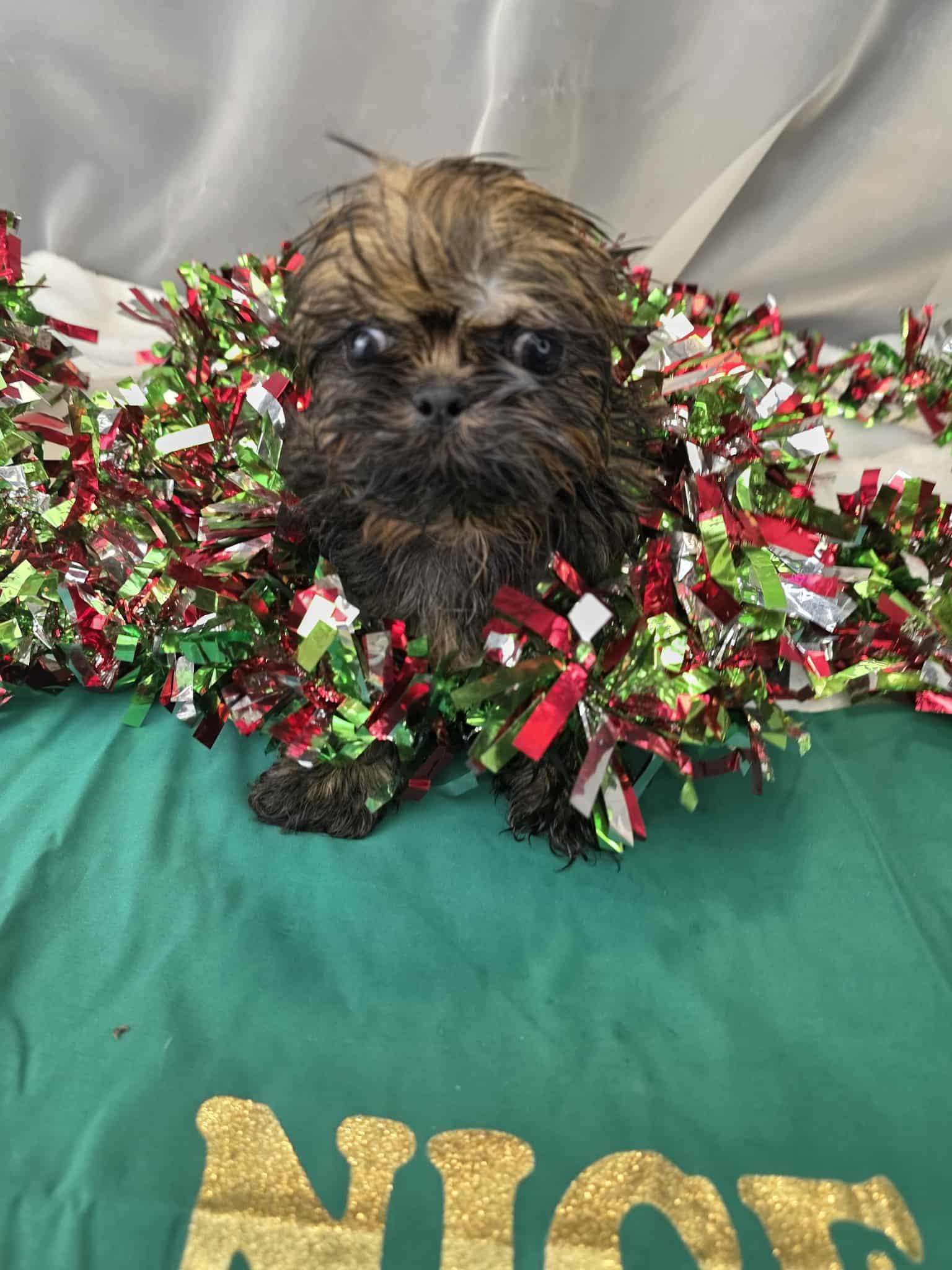 Enlarge Janet, an adopted Shih Tzu in Hartford, CT image 5/6