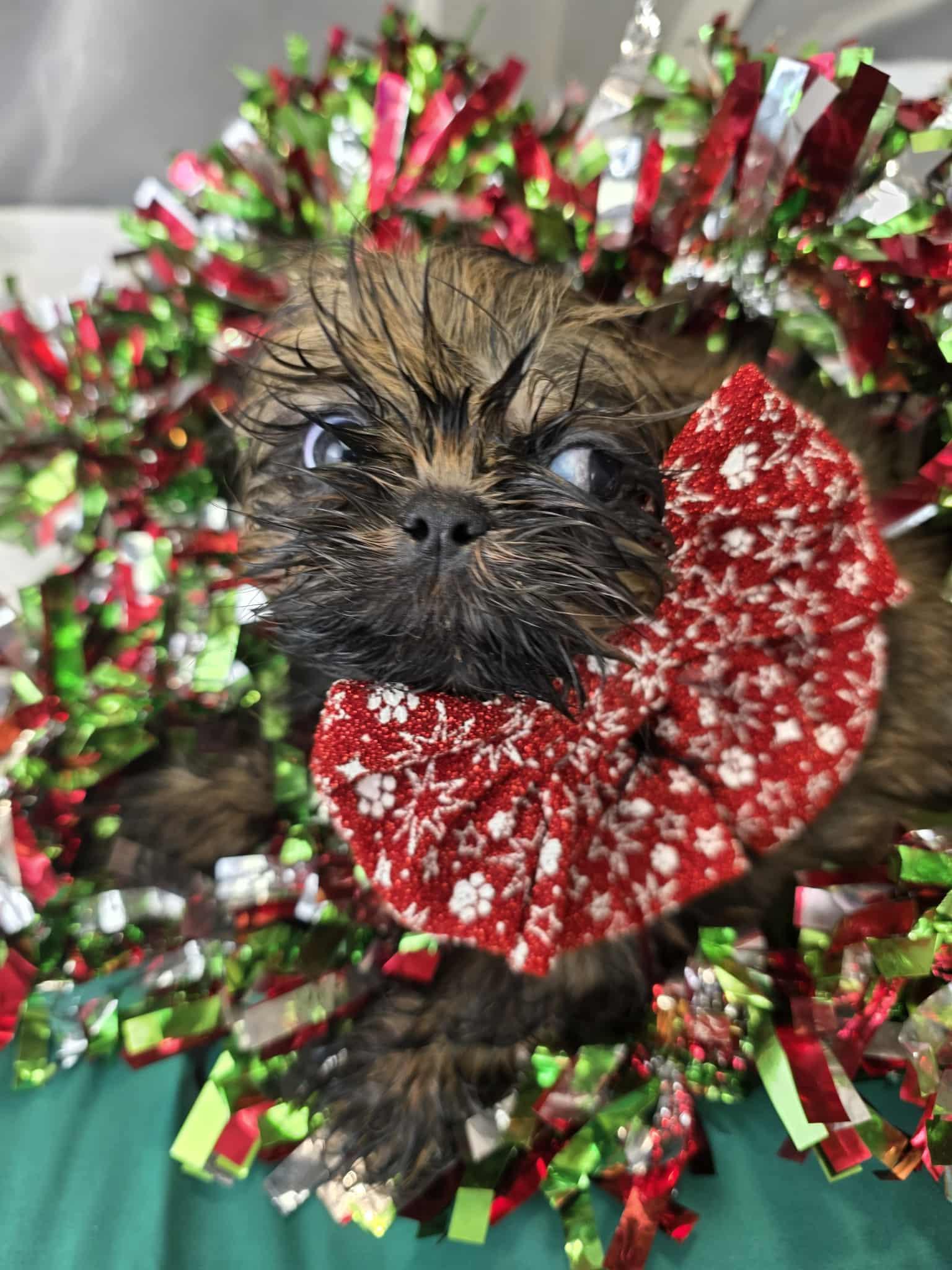 Enlarge Janet, an adopted Shih Tzu in Hartford, CT image 6/6