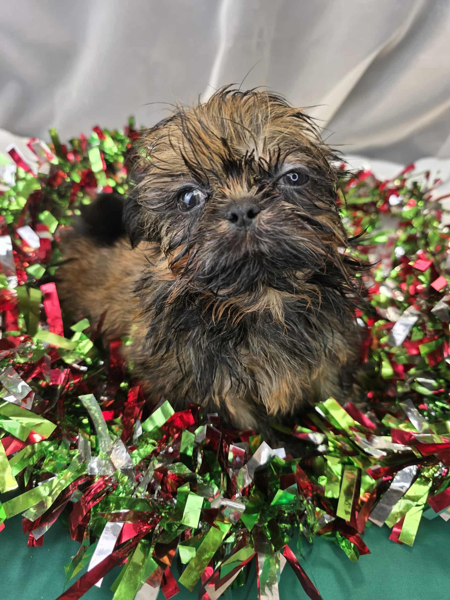 Enlarge Janet, an adopted Shih Tzu in Hartford, CT image 2/6