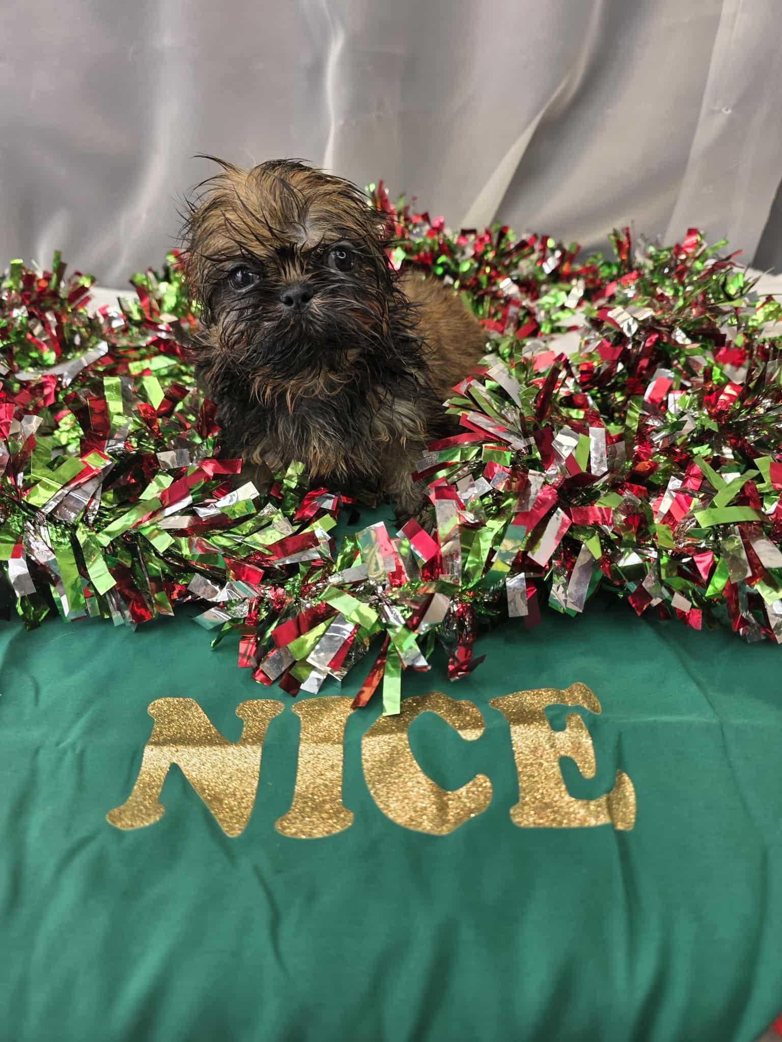 Enlarge Janet, an adopted Shih Tzu in Hartford, CT image 4/6