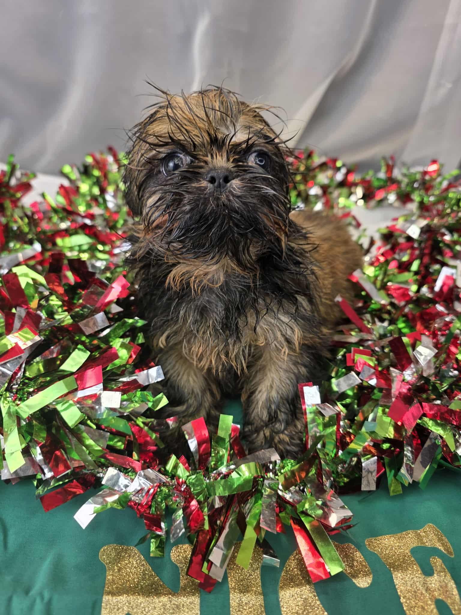Enlarge Janet, an adopted Shih Tzu in Hartford, CT image 3/6
