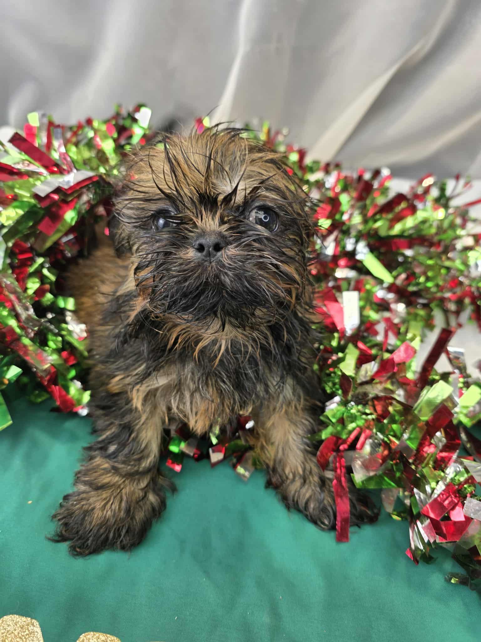 Enlarge Janet, an adopted Shih Tzu in Hartford, CT image 1/6