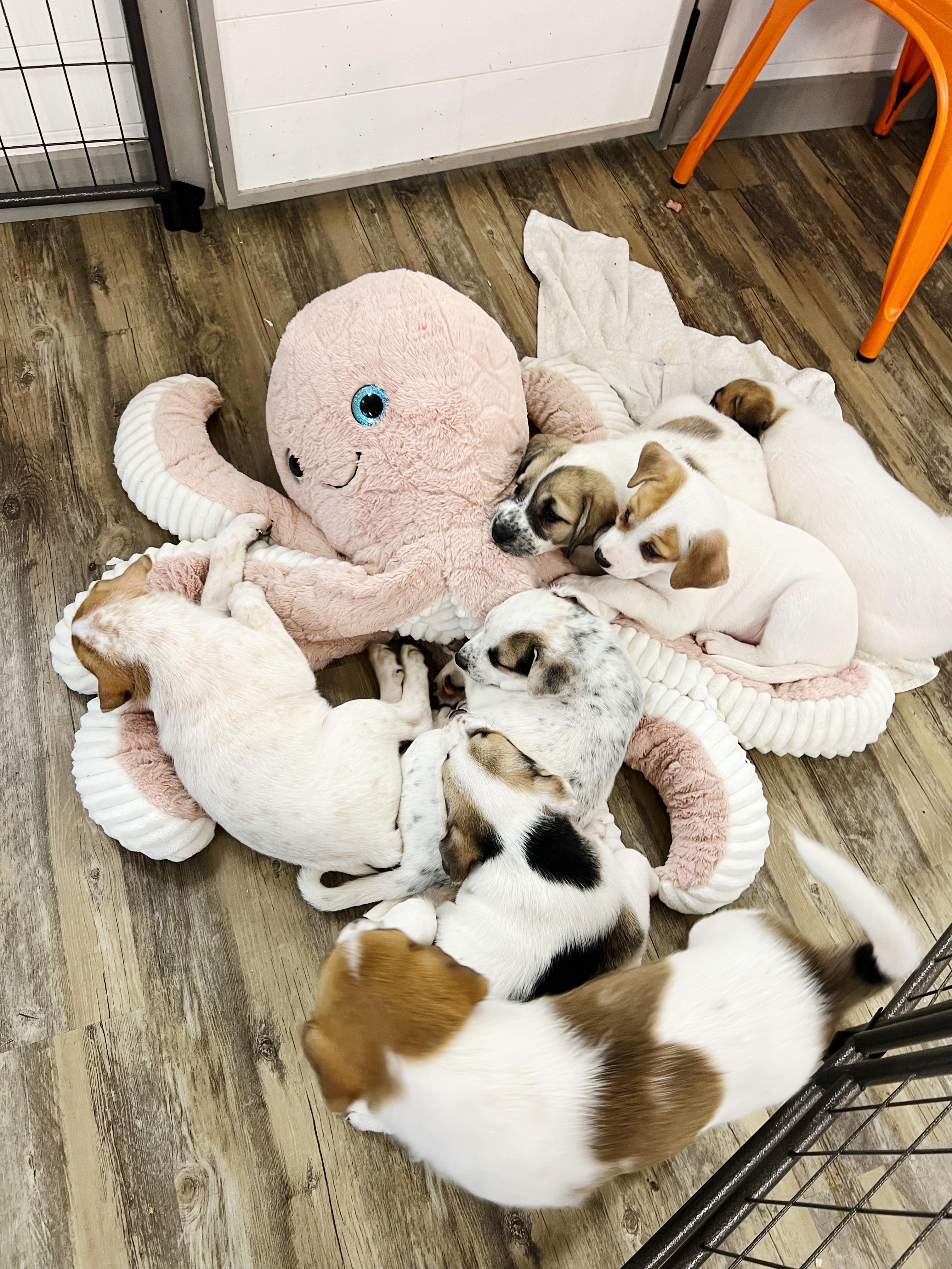 Enlarge Star, a Adopted mixed breed in Bixby, OK image 2/3