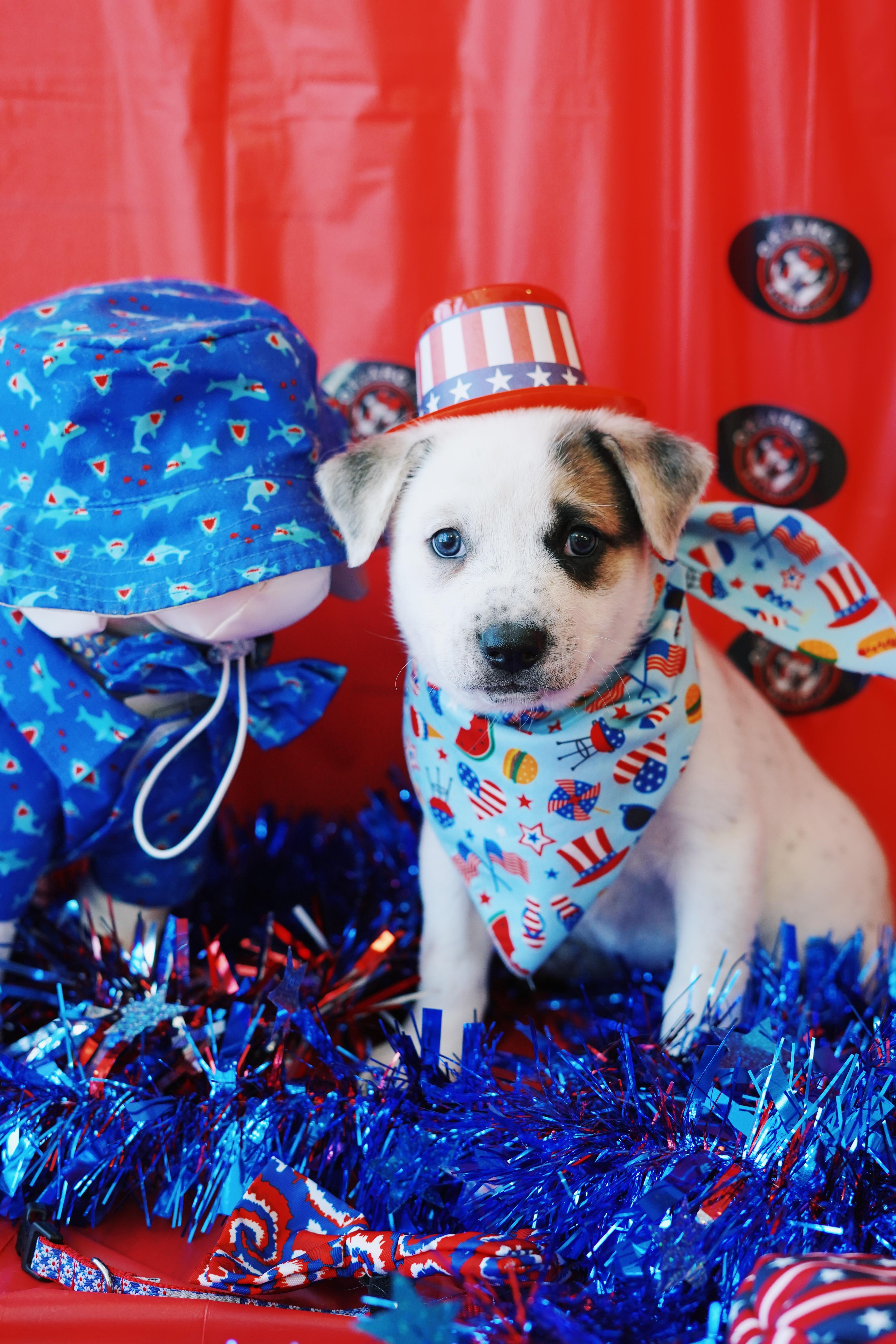 Enlarge Star, a Adopted mixed breed in Bixby, OK image 1/3