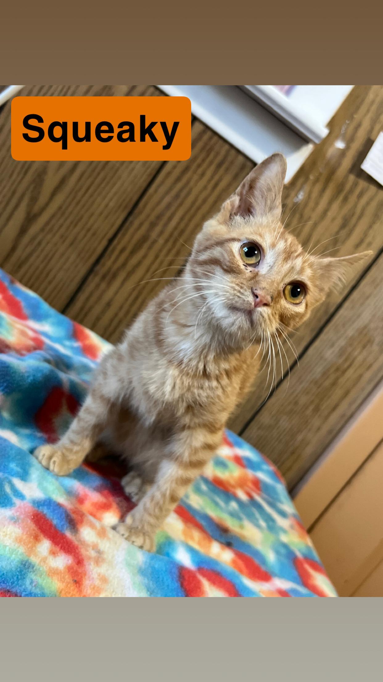 Enlarge Squeaky, a Adoptable Domestic Short Hair in Morganton, NC image 1/2