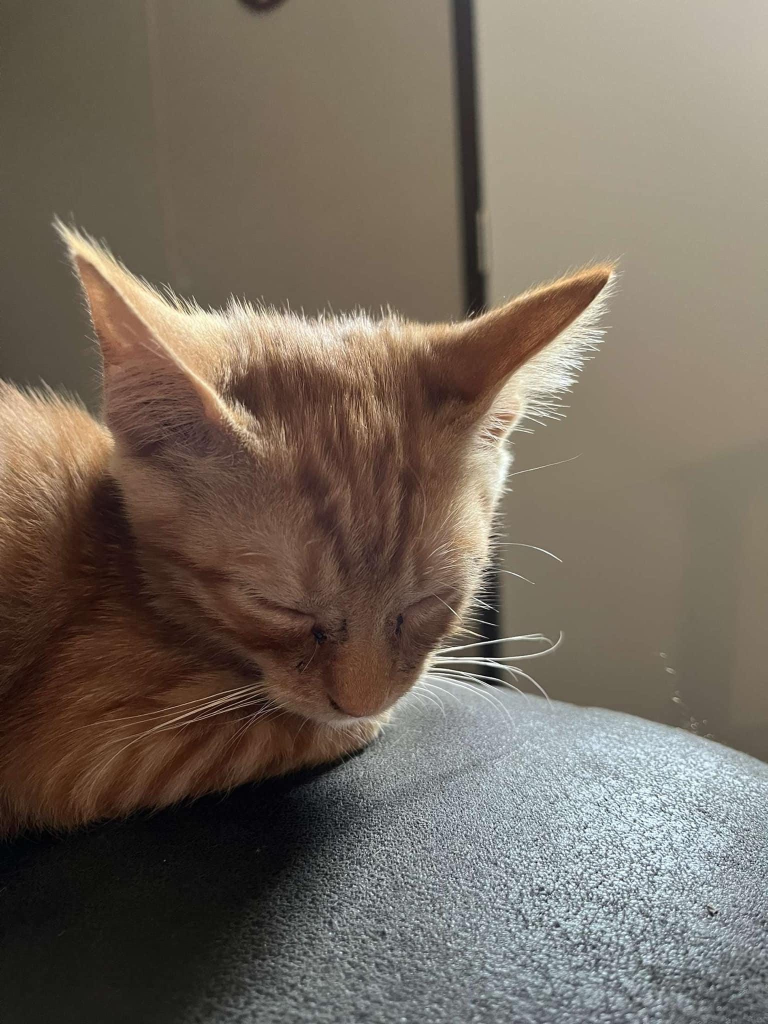 Enlarge Squeaky, a Adoptable Domestic Short Hair in Morganton, NC image 2/2