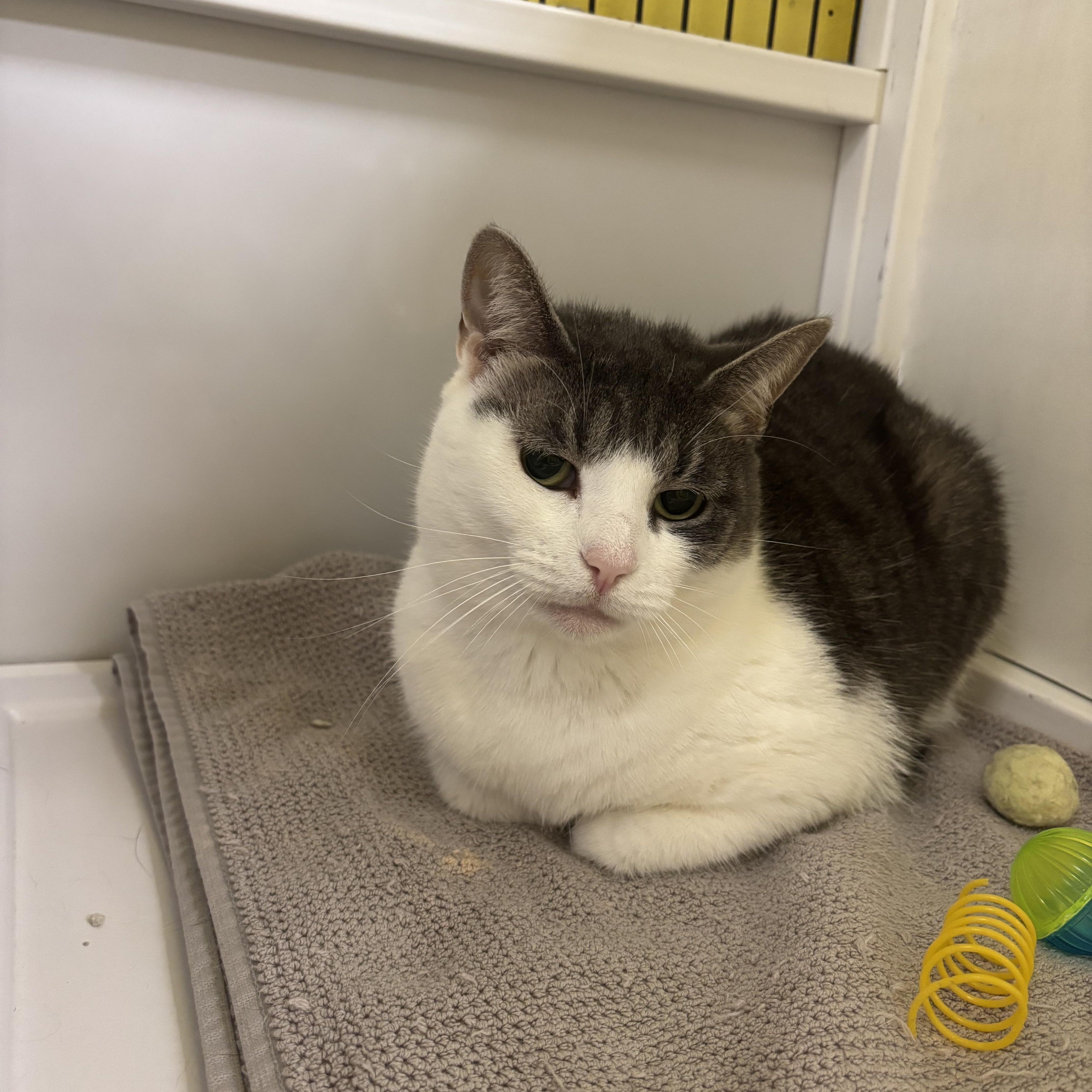 Ashen, adopted, Adult Female Domestic Short Hair.