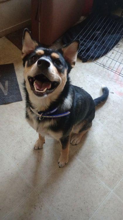 Stitch, Adoptable, Adult Male German Shepherd Dog & Mixed Breed.