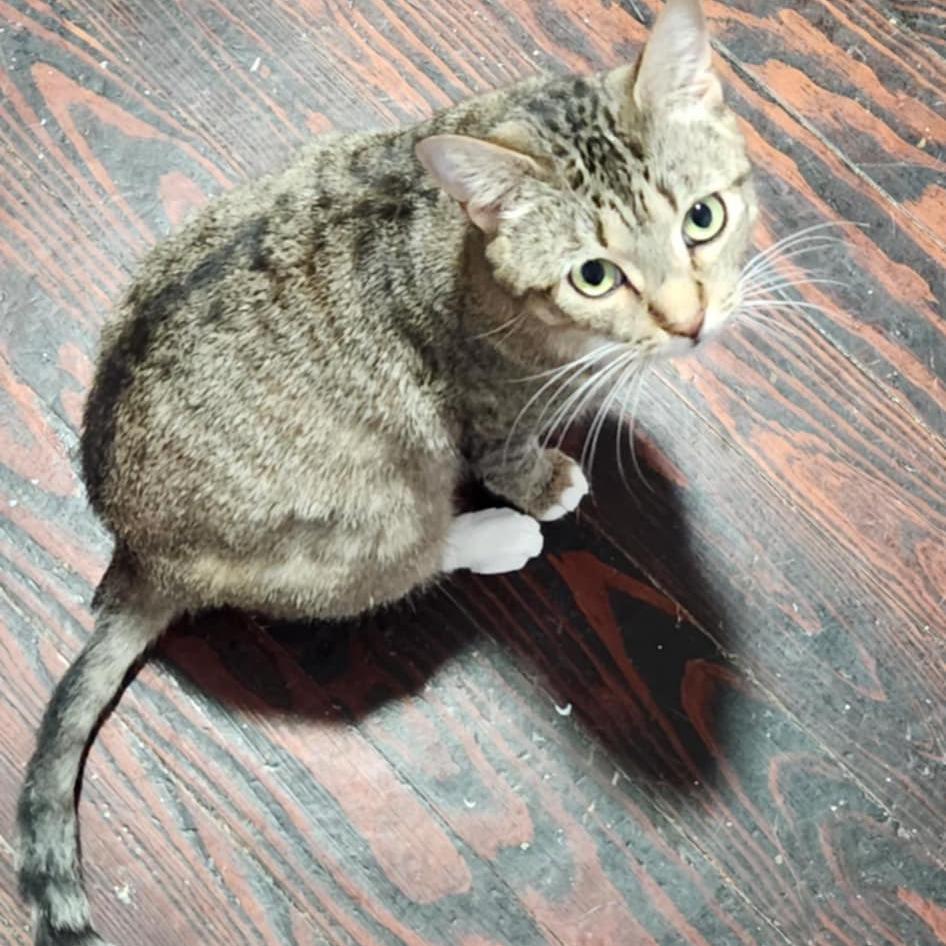 Etsy, Adoptable, Young Female Domestic Short Hair.