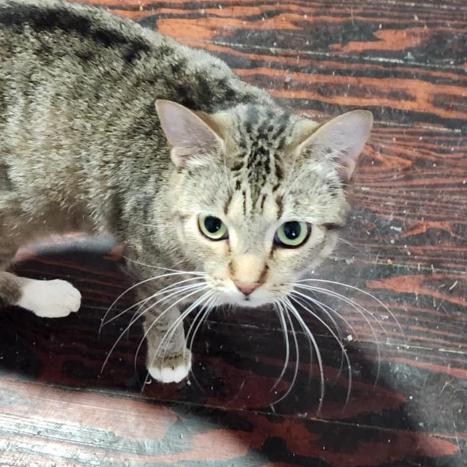 Enlarge Etsy, a Adoptable Domestic Short Hair in Southington, OH image 2/2