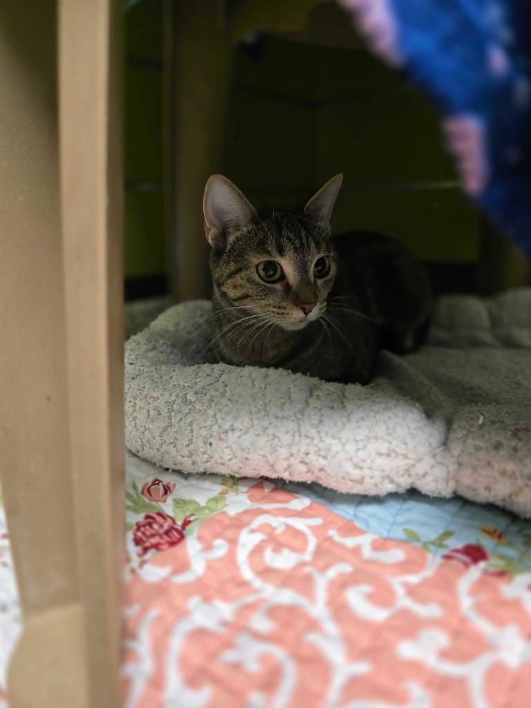 Enlarge Alice, a Adoptable mixed breed in Minot, ND image 1/2