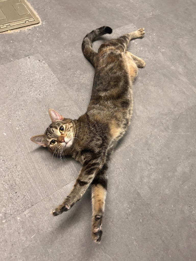 Enlarge Alice, a Adoptable mixed breed in Minot, ND image 2/2