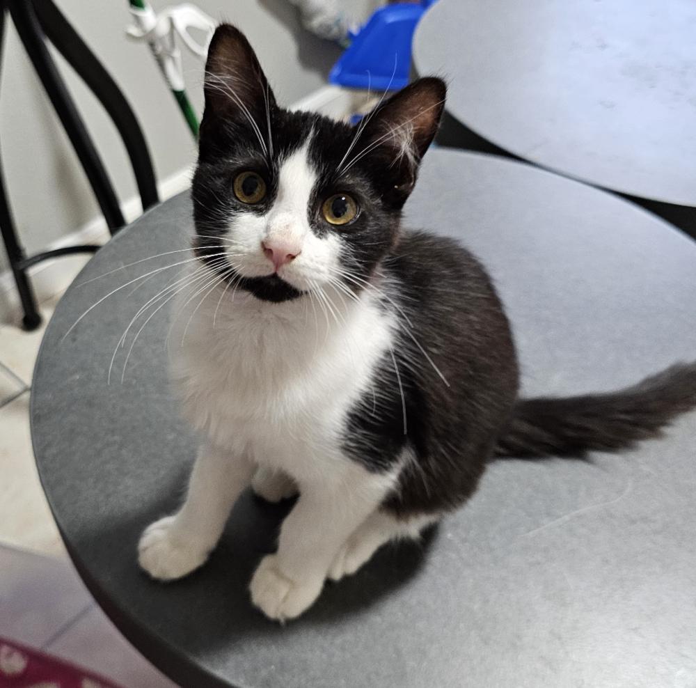 Guster, Adoptable, Young Male Domestic Short Hair.