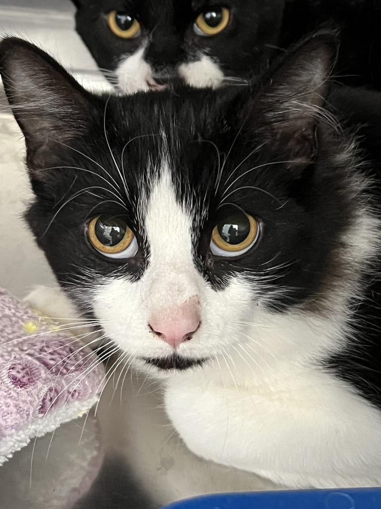 Enlarge Guster, a Adoptable Domestic Short Hair in Oakdale, CA image 2/2