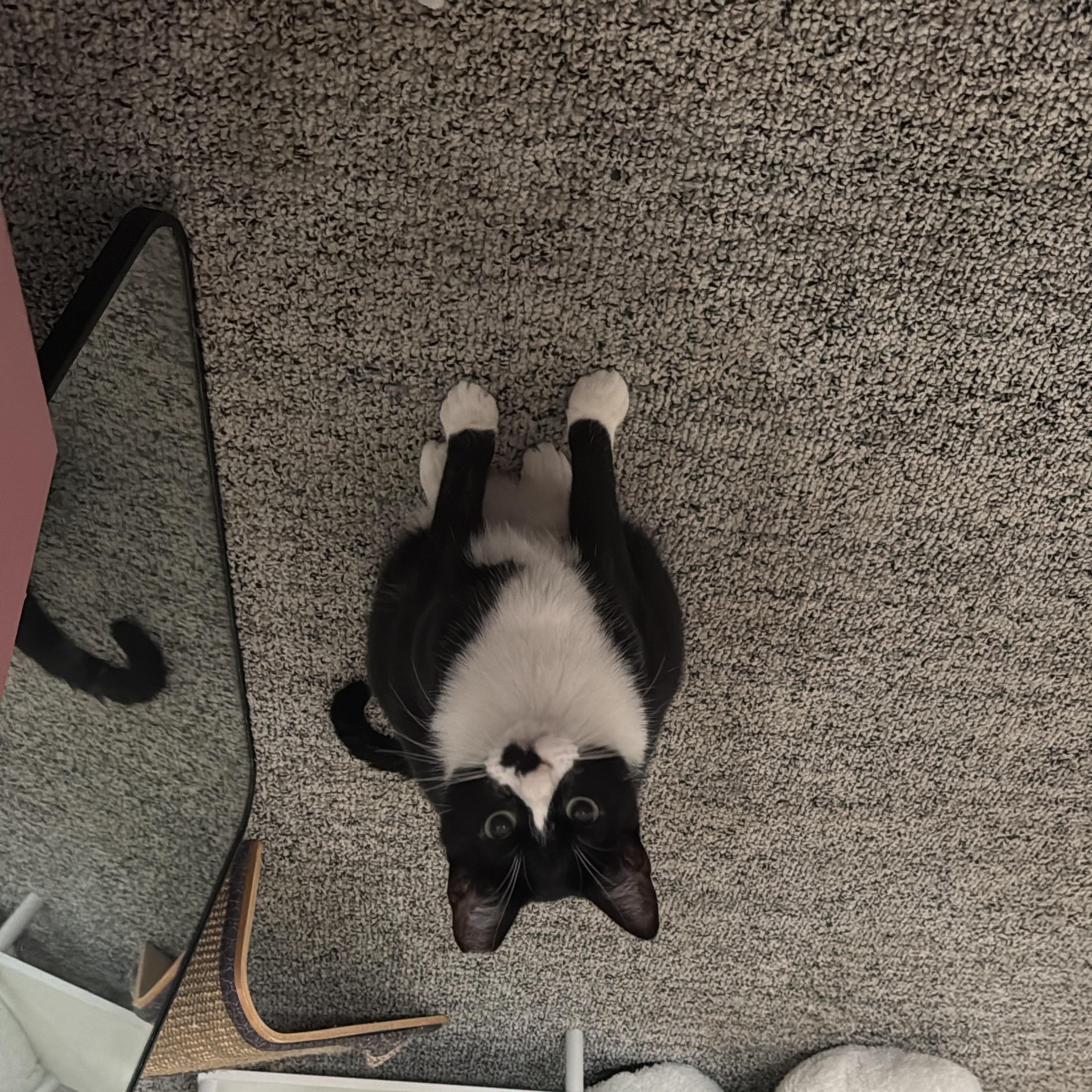 Enlarge Boudicca and Hera, a Adoptable Domestic Short Hair in San Jose, CA image 4/6