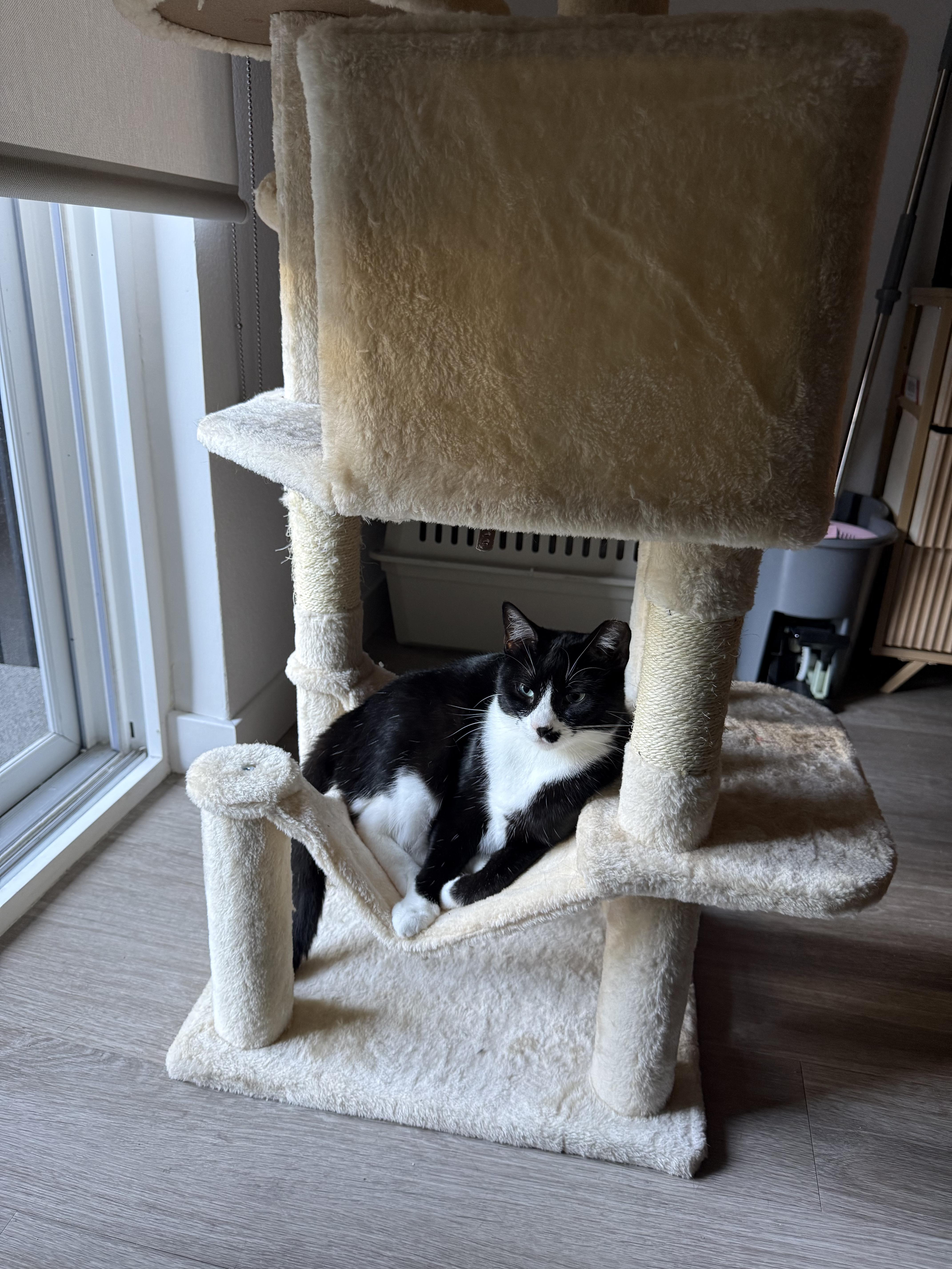 Enlarge Boudicca and Hera, a Adoptable Domestic Short Hair in San Jose, CA image 6/6