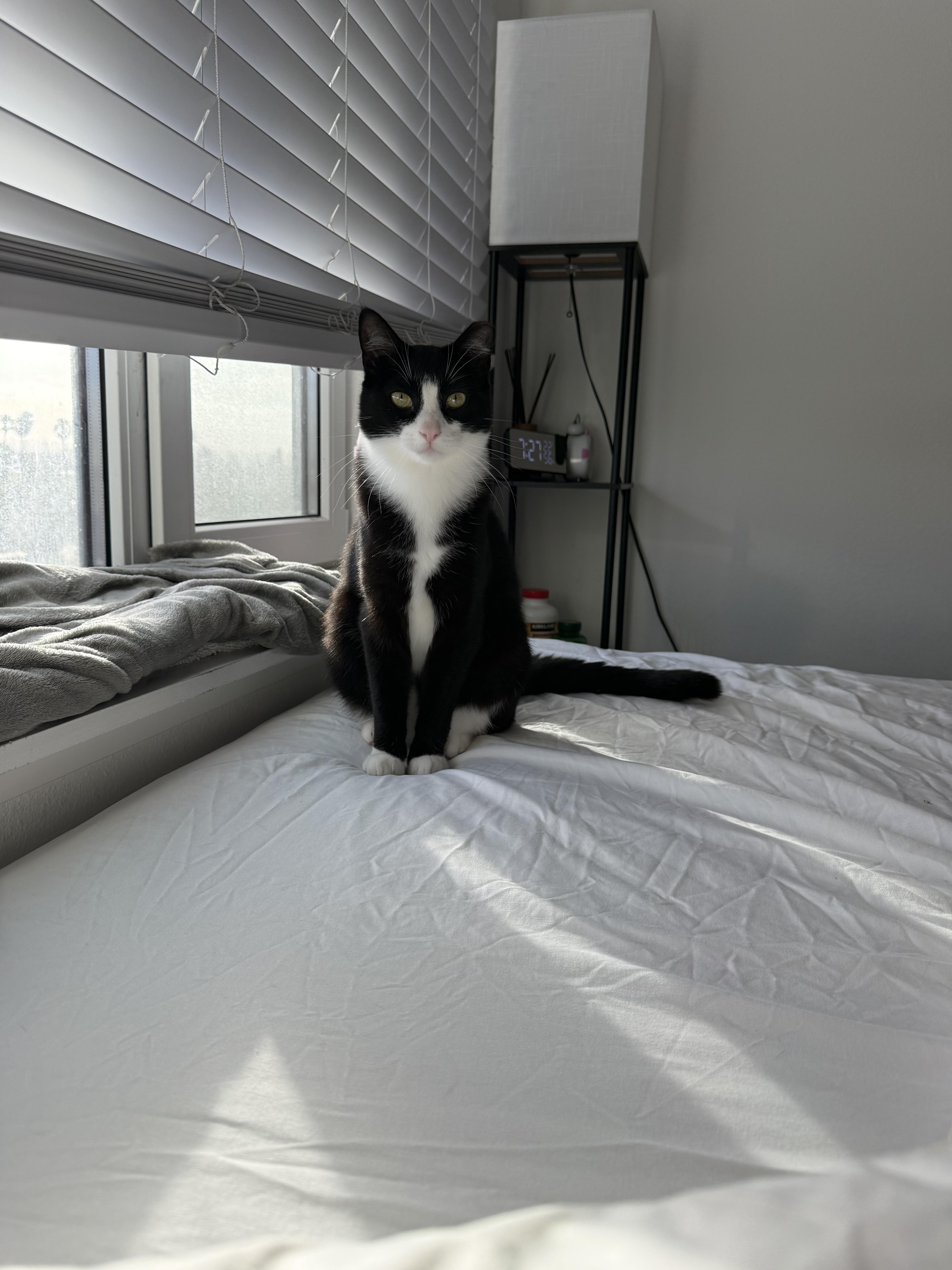 Enlarge Boudicca and Hera, a Adoptable Domestic Short Hair in San Jose, CA image 2/6