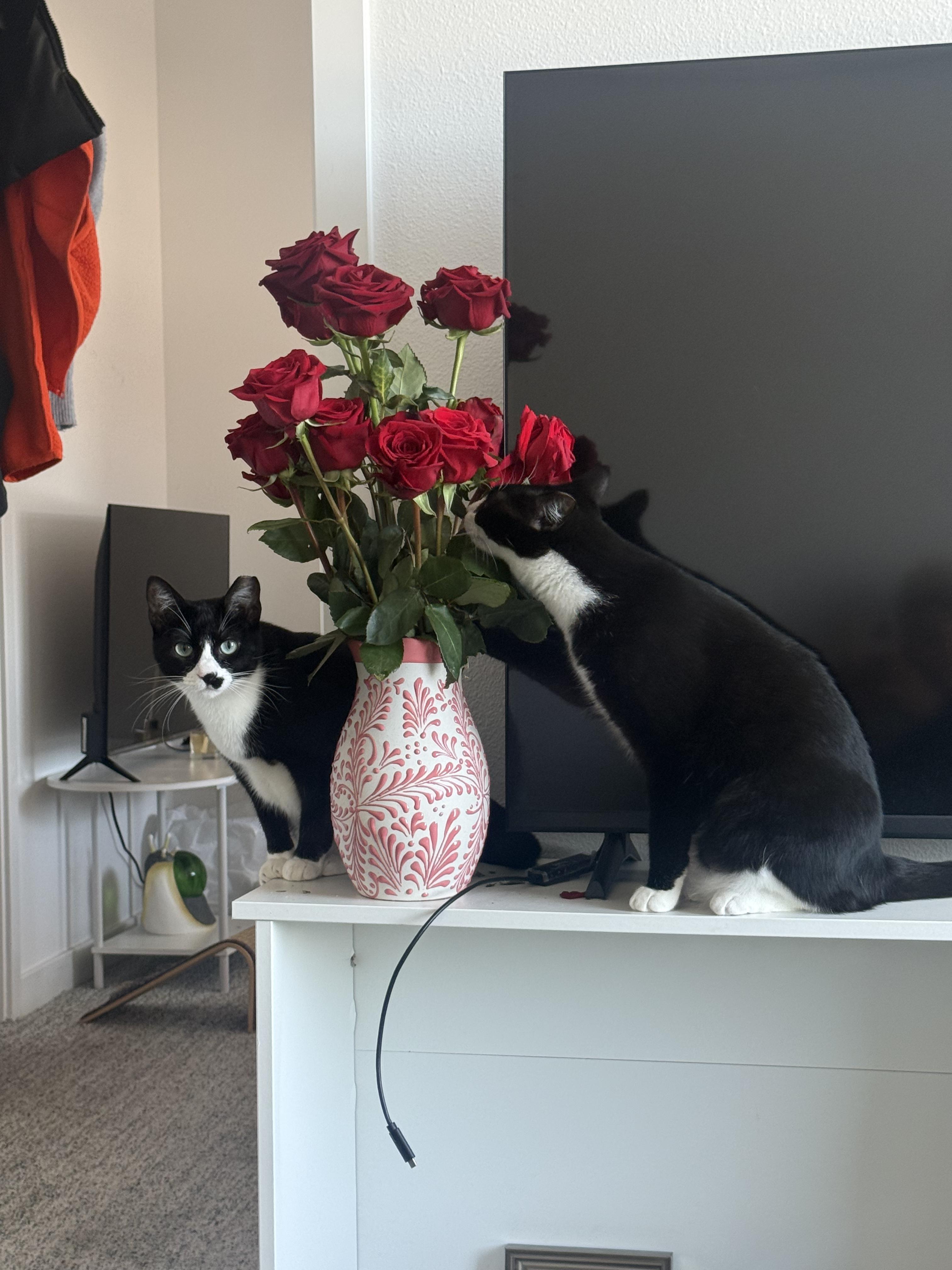 Boudicca and Hera, Adoptable, Young Female Domestic Short Hair.
