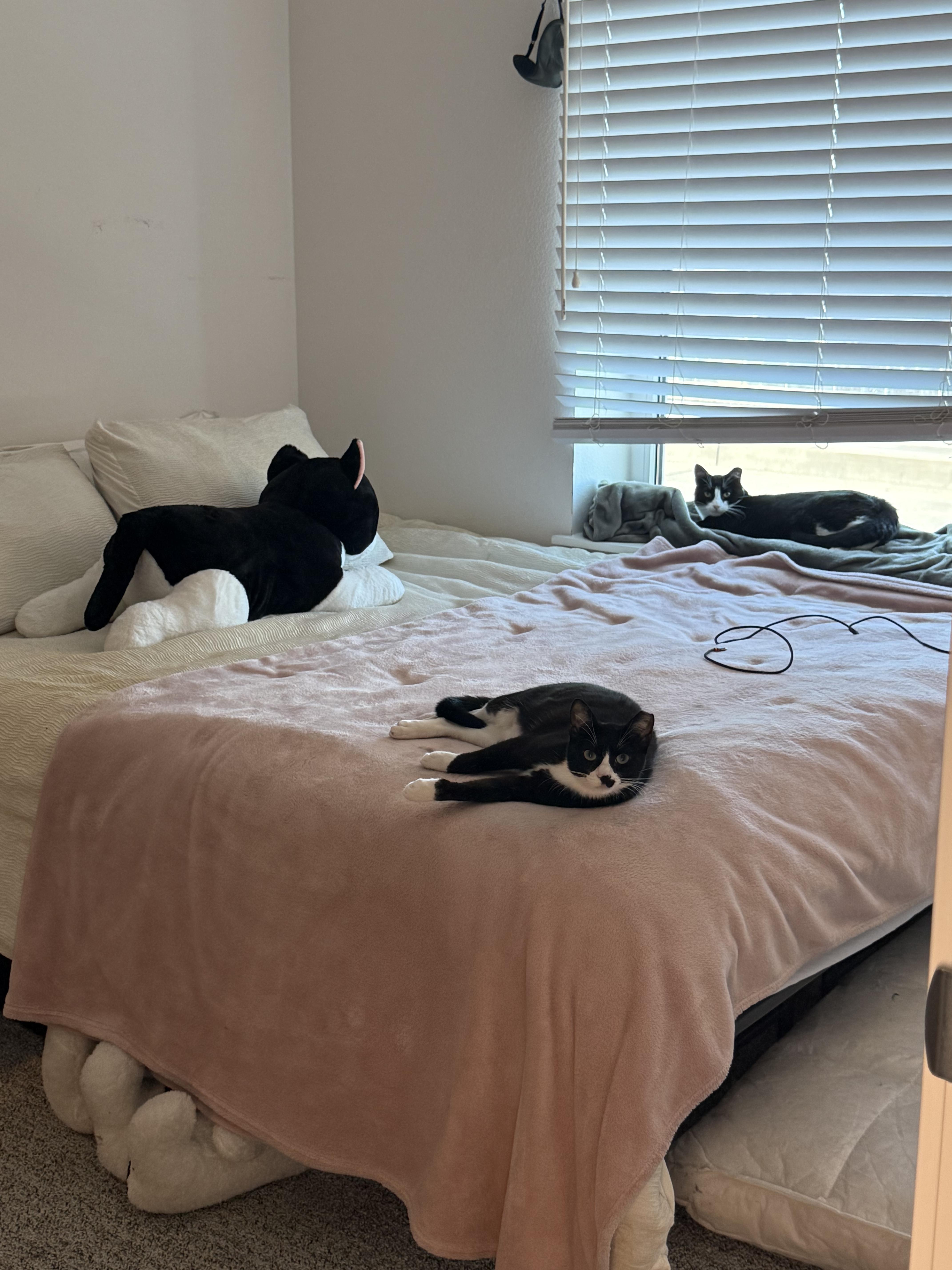 Enlarge Boudicca and Hera, a Adoptable Domestic Short Hair in San Jose, CA image 3/6