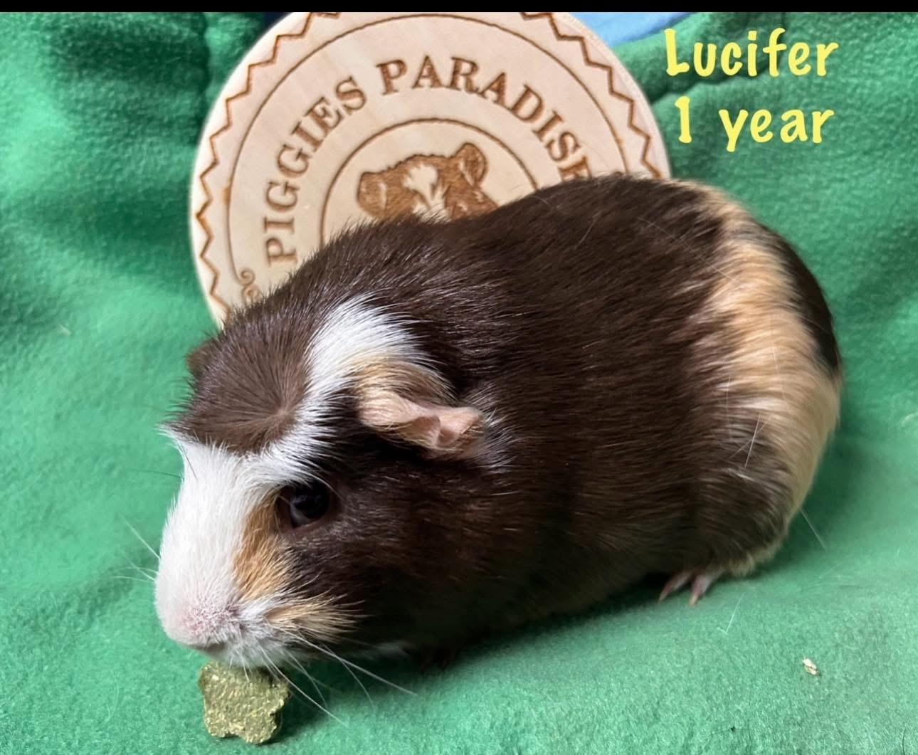 Enlarge Lucifer, a Adoptable Short-Haired in Red Oak, IA image 1/1