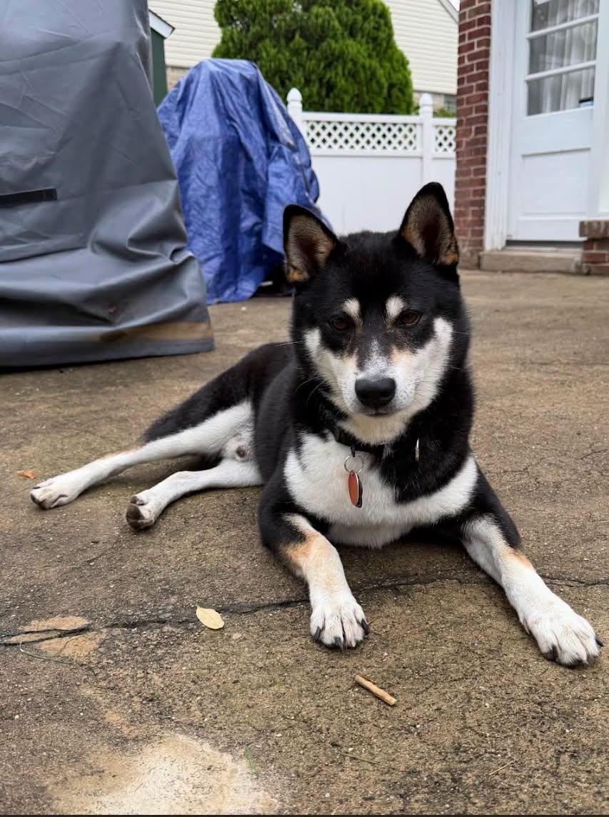 Enlarge Travis, a Adoptable Shiba Inu in Toms River, NJ image 3/6