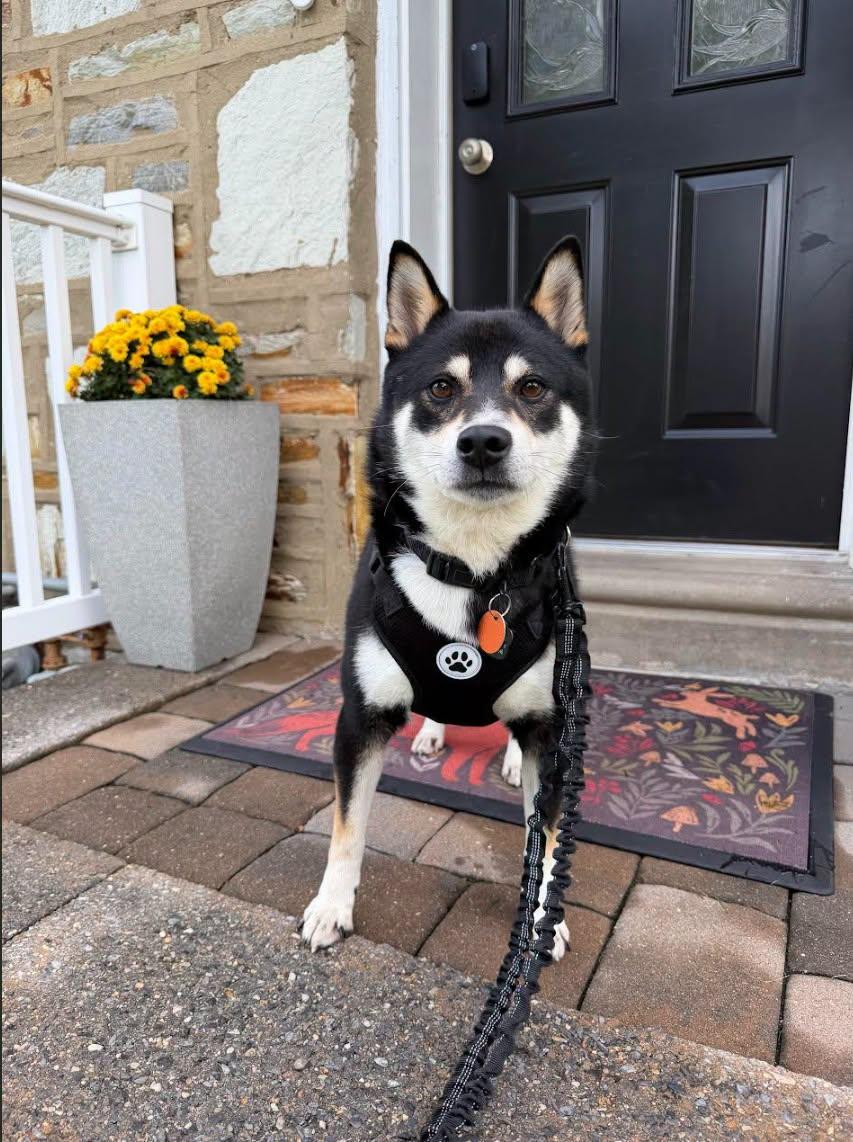 Enlarge Travis, a Adoptable Shiba Inu in Toms River, NJ image 2/6