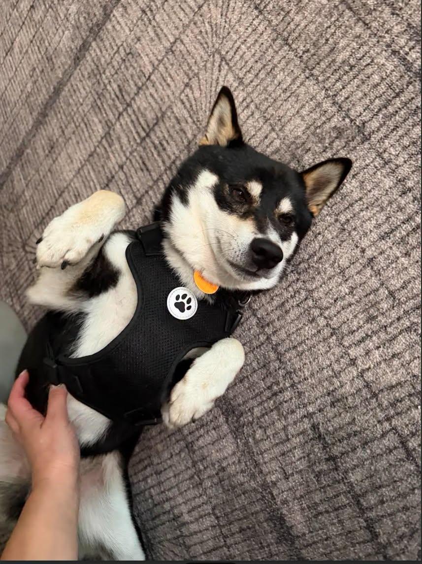 Enlarge Travis, a Adoptable Shiba Inu in Toms River, NJ image 4/6