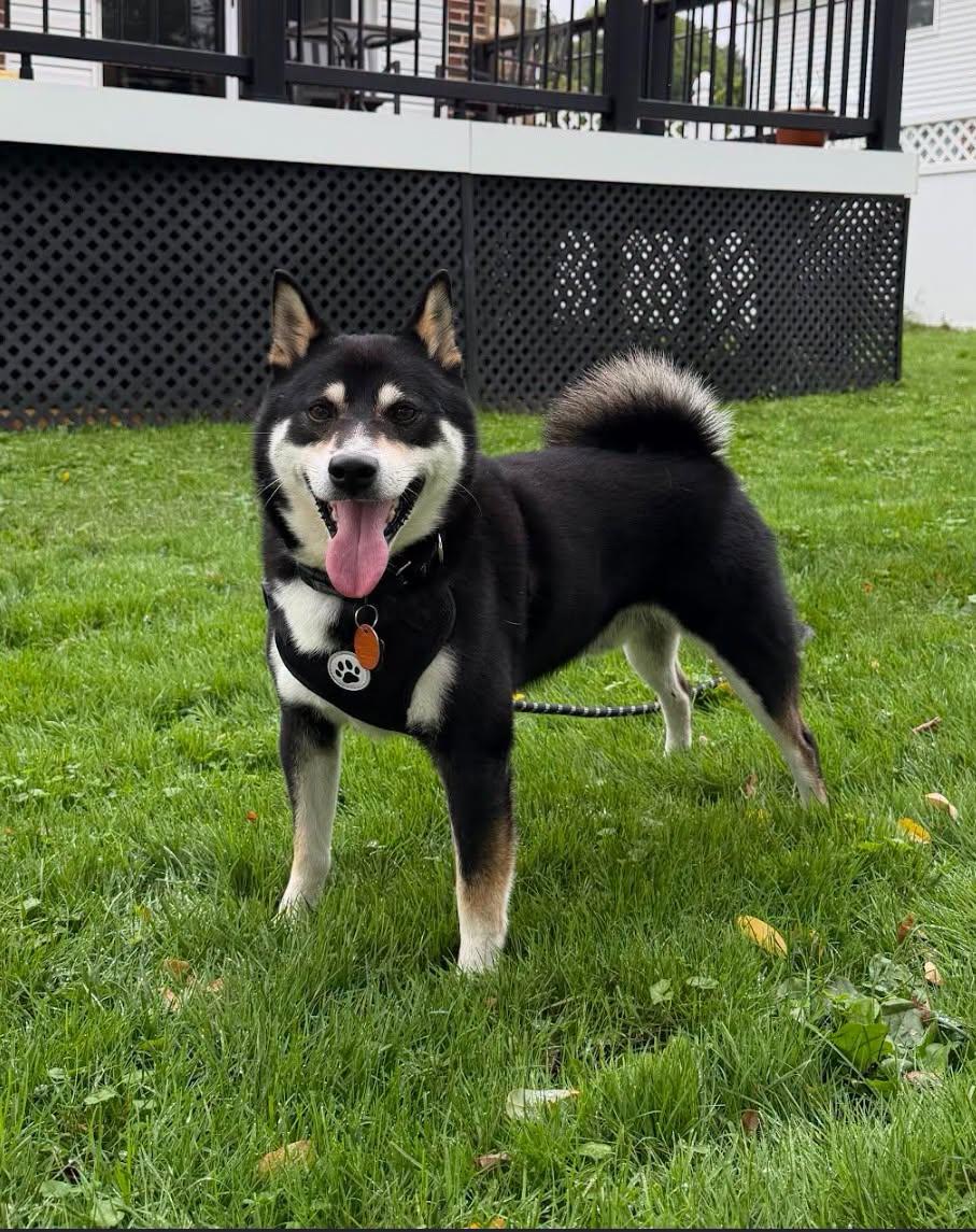 Enlarge Travis, a Adoptable Shiba Inu in Toms River, NJ image 1/6